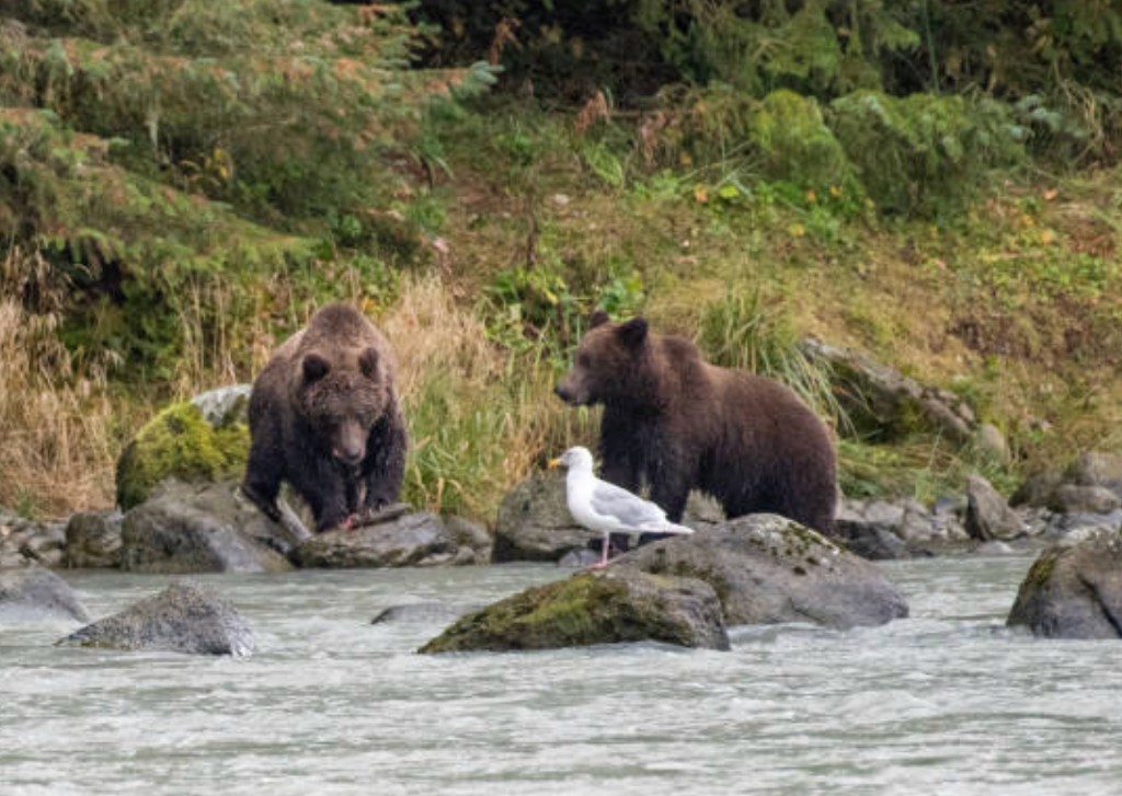 Family viewing bears and eagles on Sitka wildlife tour Alaska