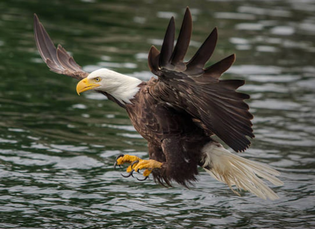 Bald eagle with wings spread over water at the Alaska Raptor Center Sitka