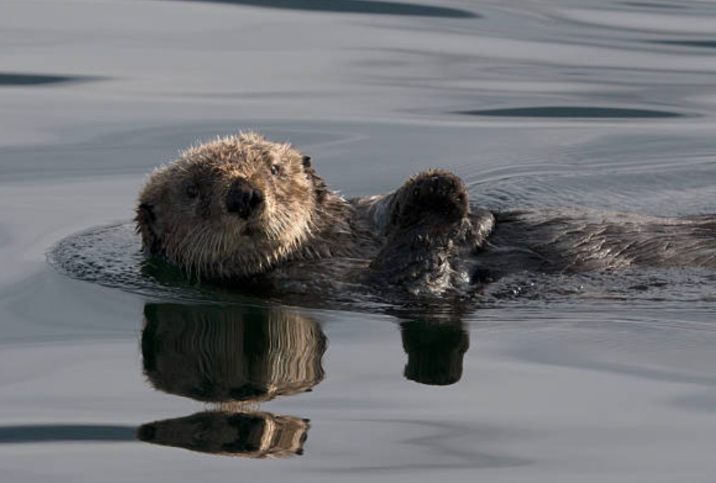 Sea otter floating on its back in the calm waters of Sitka Sound Alaska