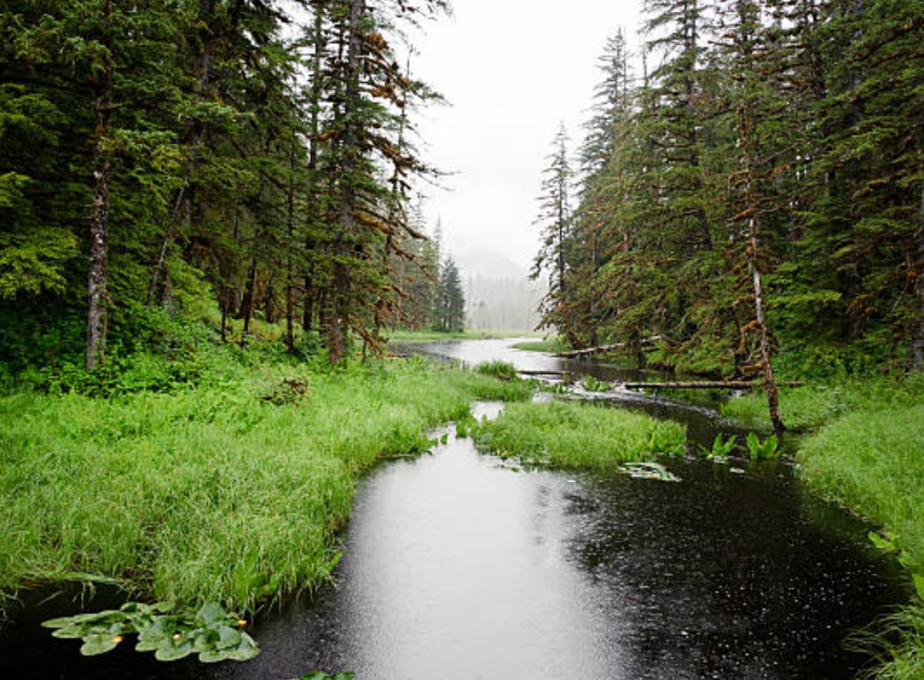 Misty temperate rainforest stream and meadow on Baranof Island near Sitka Alaska